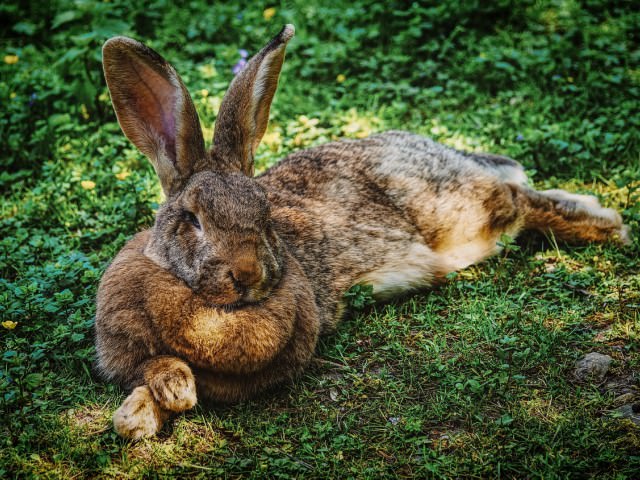 うさぎが足を延ばしてリラックスする仕草